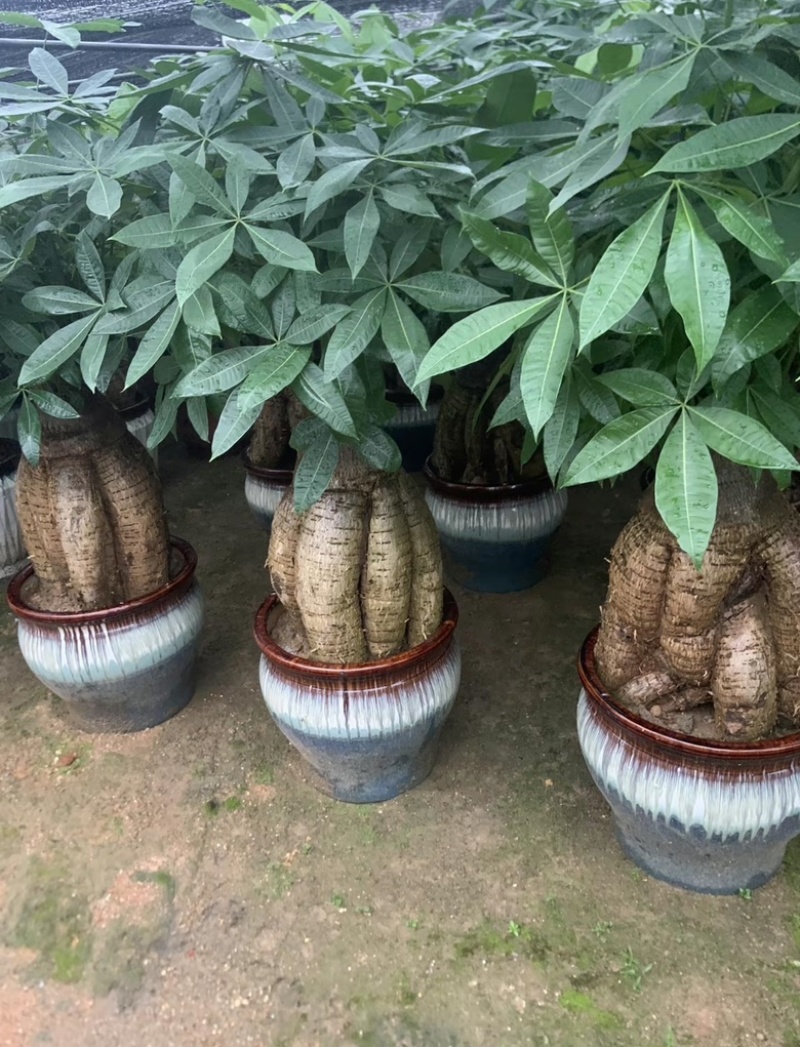 发财树