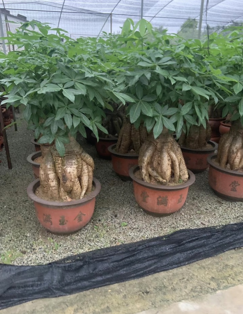发财树