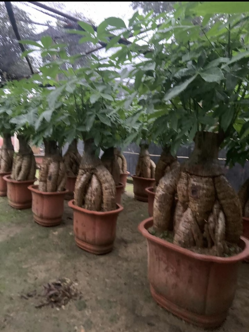 发财树