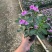 长春花