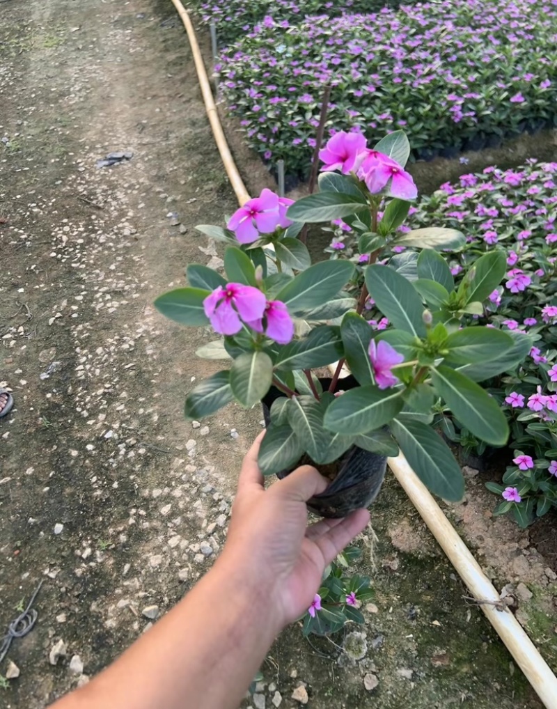 长春花
