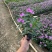 长春花
