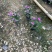 长春花