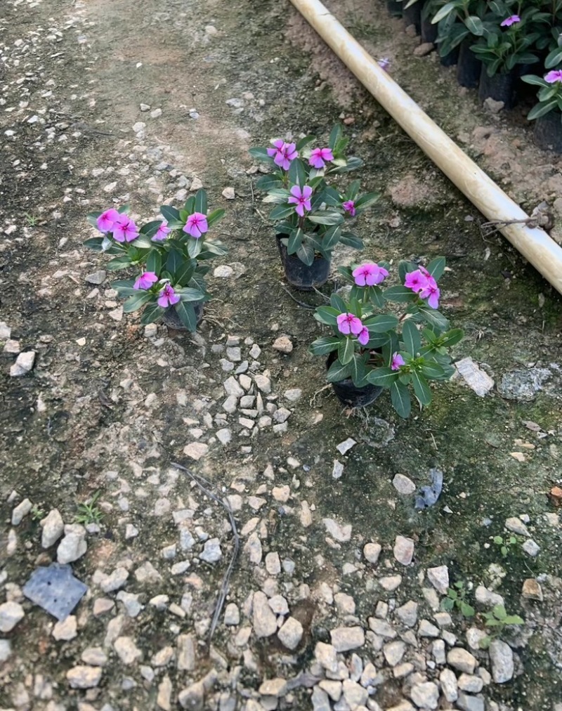 长春花