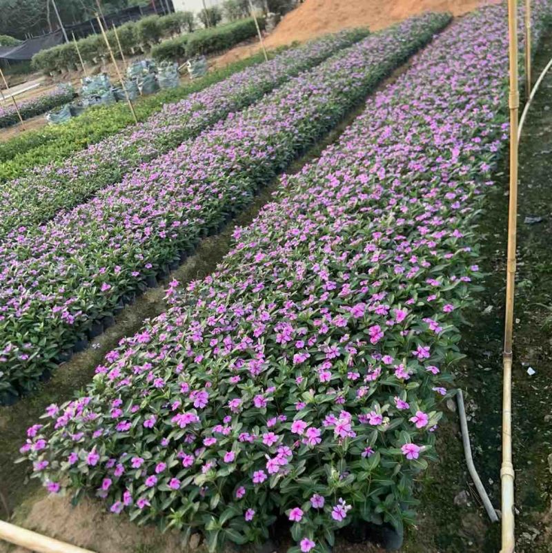 长春花