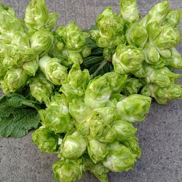 十亩晚熟精品儿菜/欢迎采购