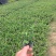 雪茄花