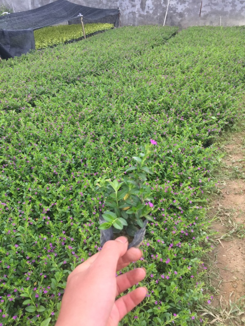 雪茄花