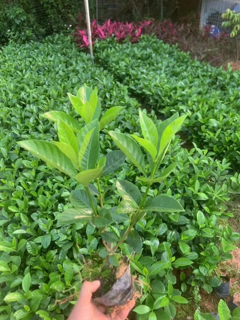 栀子花