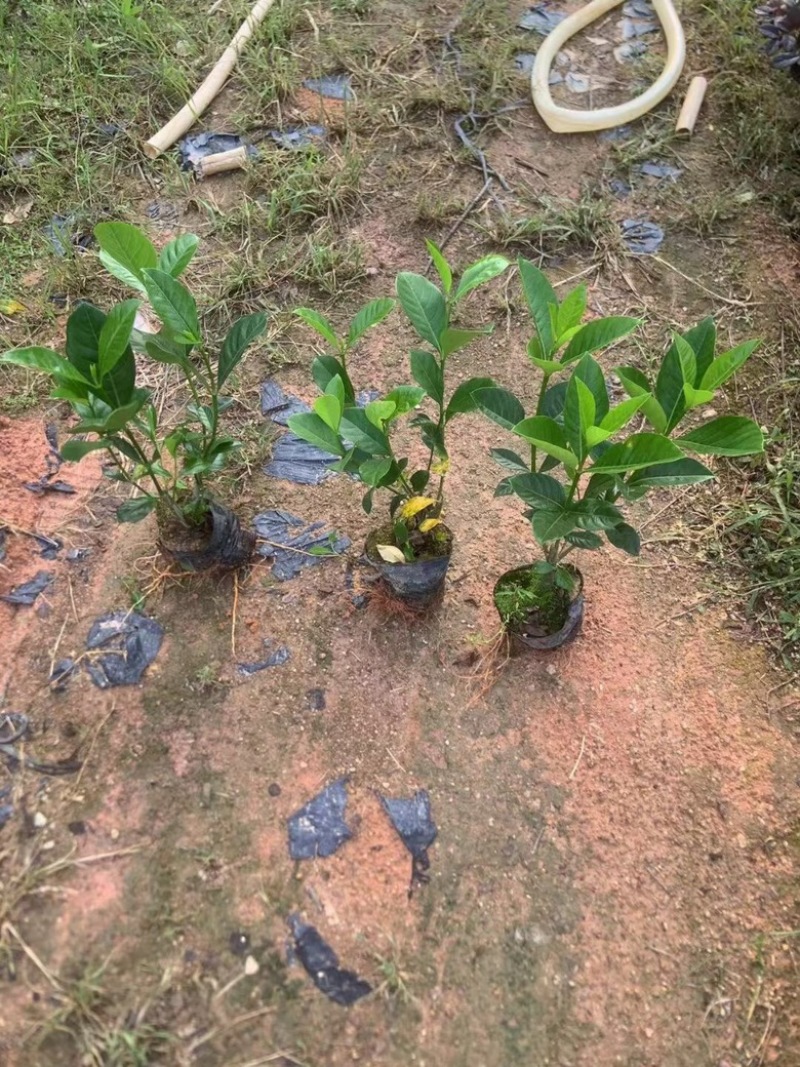 栀子花