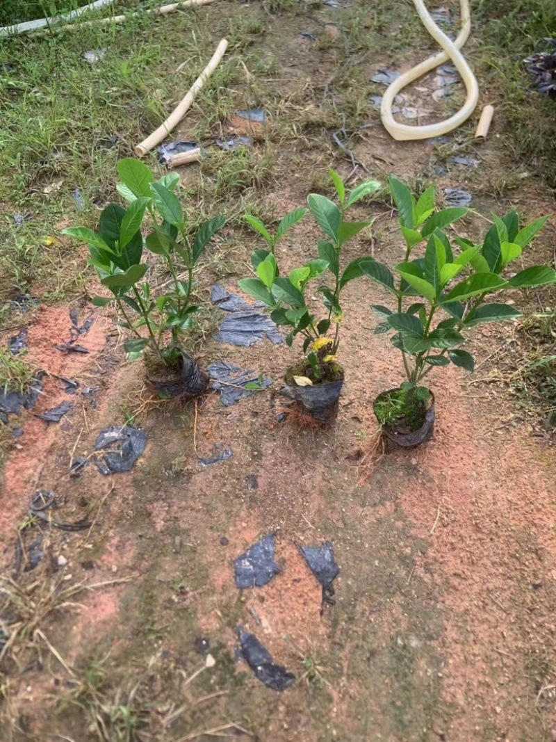 栀子花