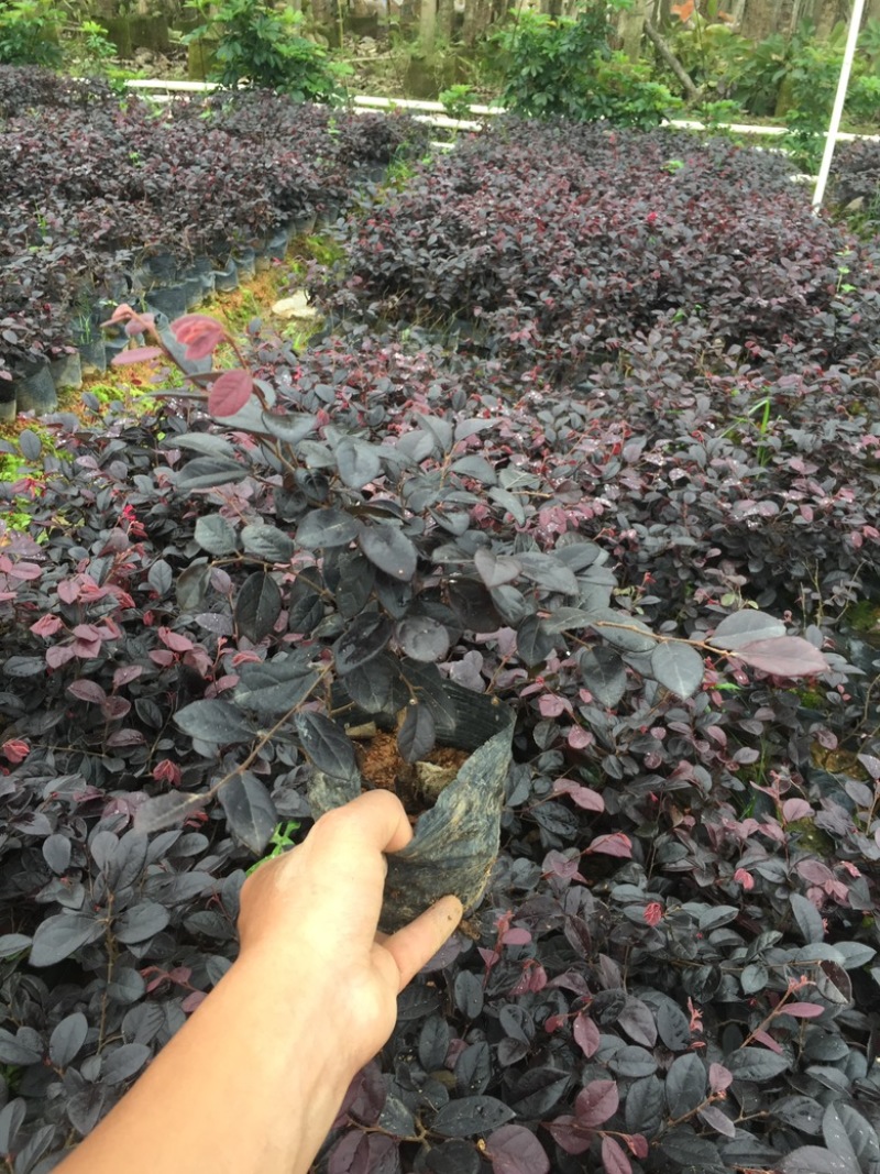 红继木