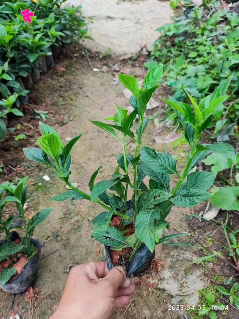 大花芦莉