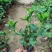大花芦莉