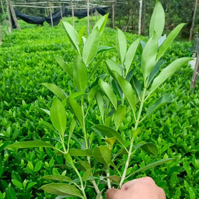 非洲茉莉
