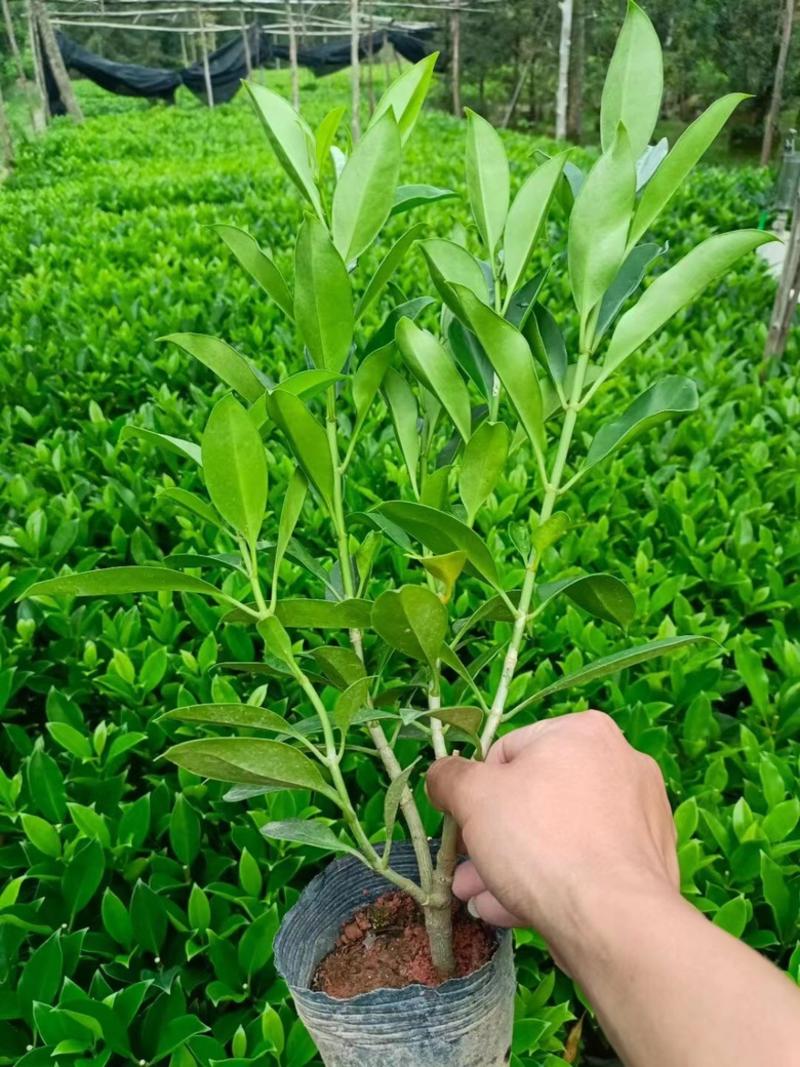 非洲茉莉