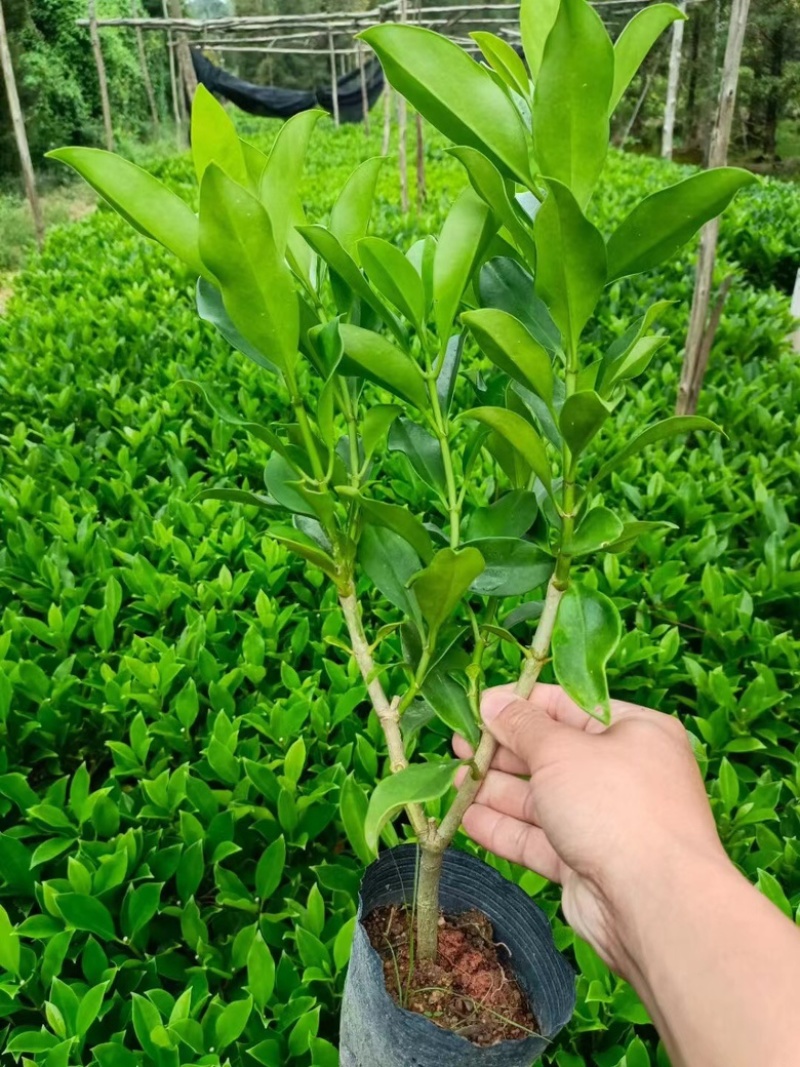 非洲茉莉