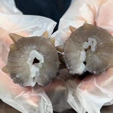 即食海参