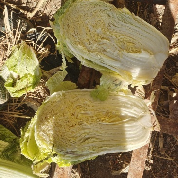 冬储大白菜8714冷库菜大量出售中