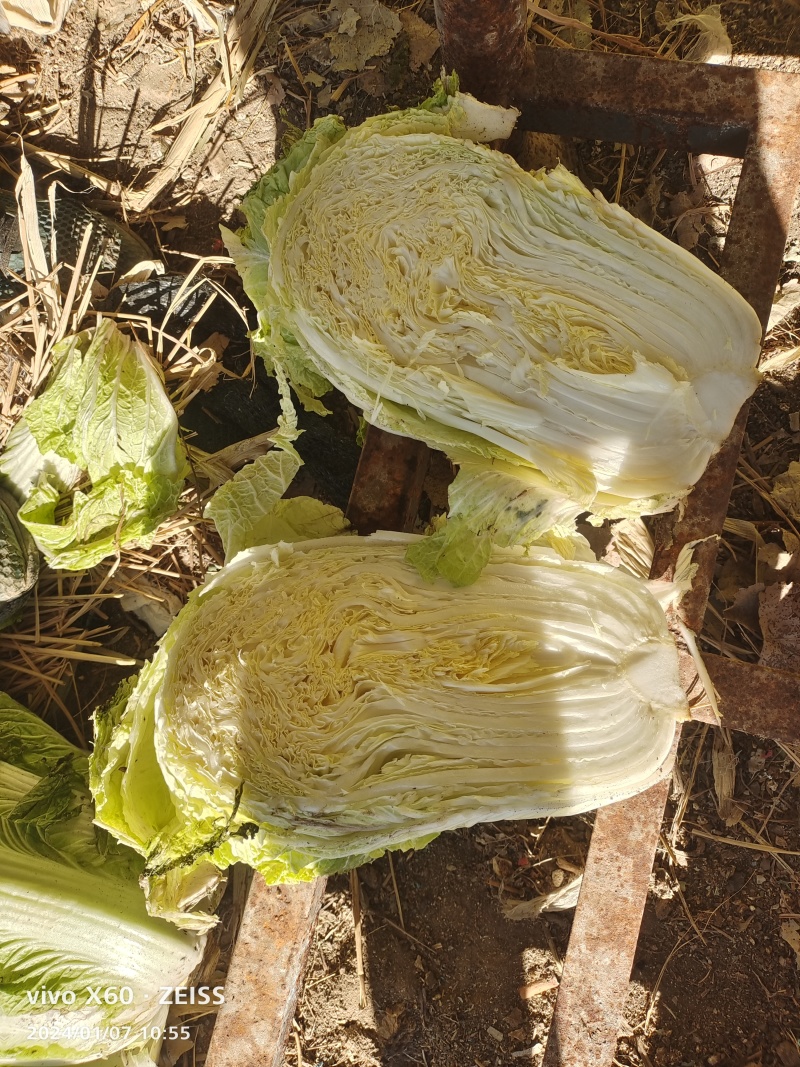 冬储大白菜8714冷库菜大量出售中