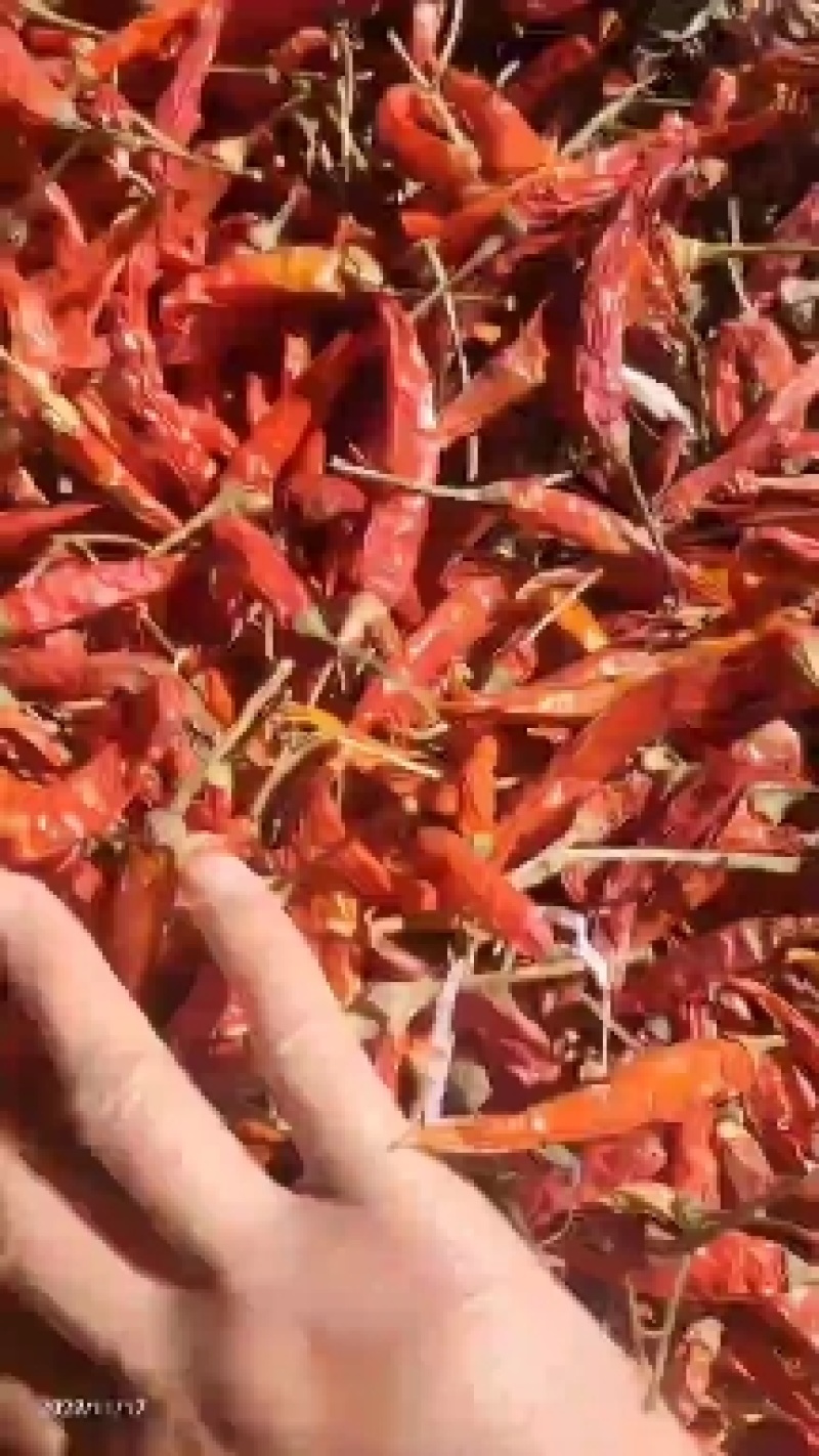 干辣椒颜色好亮度好干度好产地直供欢迎老板批发采购