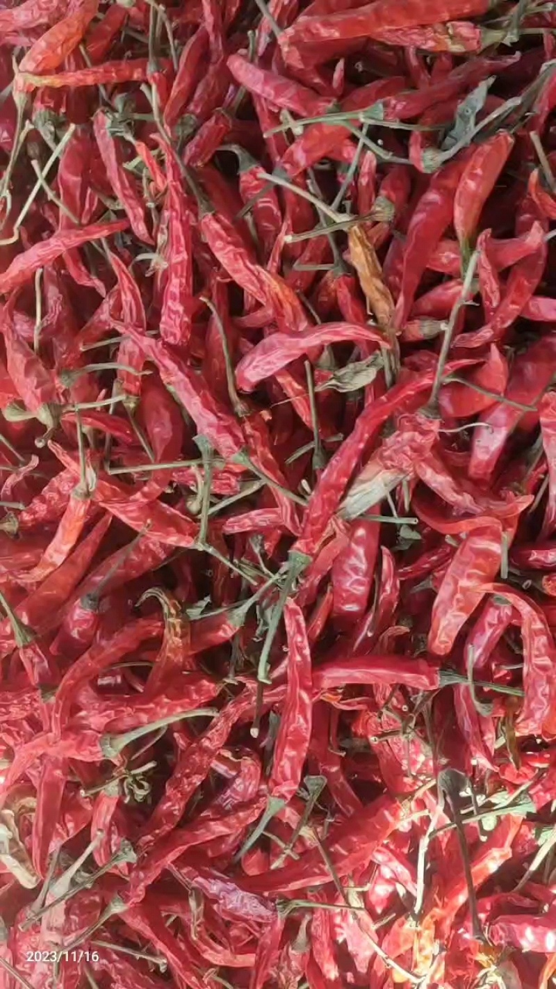 干辣椒颜色好亮度好干度好产地直供欢迎老板批发采购