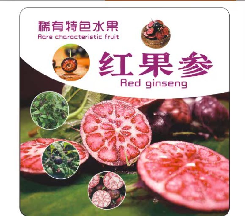 云南马关红果参产地发货量大从优欢迎全国老板考察