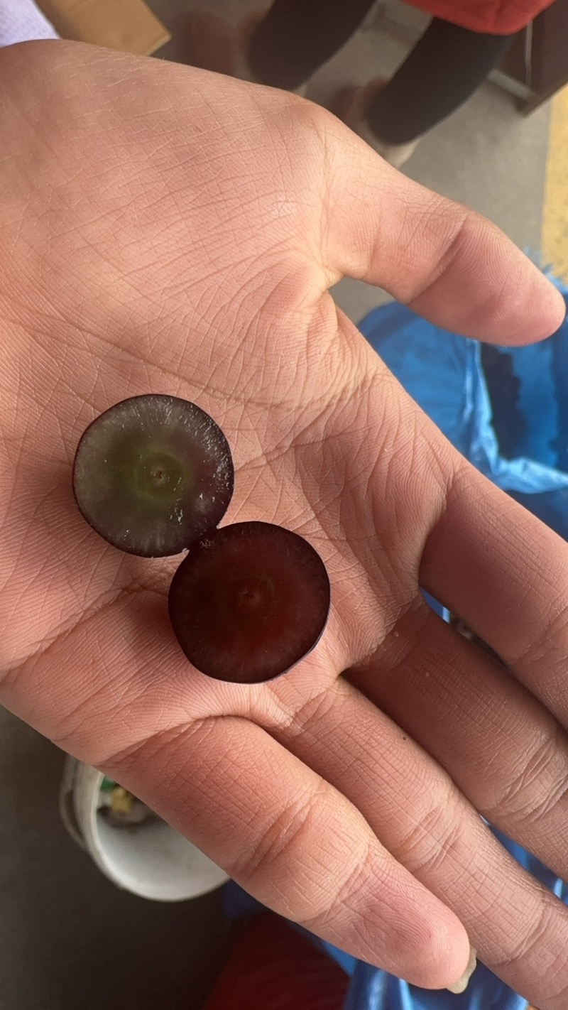 纯甜无籽树葡萄，嘉宝果产地现货直发，保质保量，欢迎订购