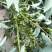 山苍子木姜子山胡椒大量供应，货源充足量大从优