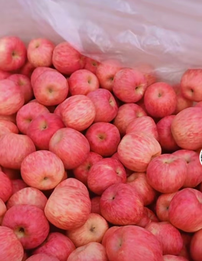 优质红富士苹果纸袋山东苹果产地发货诚信经营
