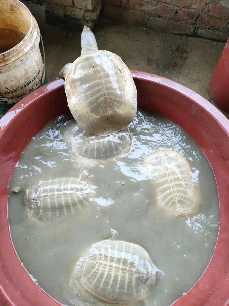 桂平金田黄沙鳖