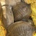 桂平金田黄沙鳖