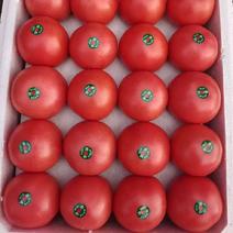 精品西红柿硬粉大红品种规格齐全承接商超社团配货