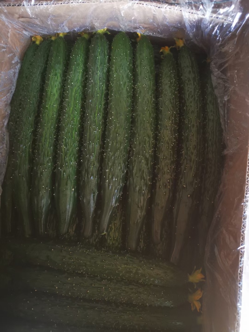 密刺黄瓜干花鲜花带刺承接商超社团配货代收代发代加工