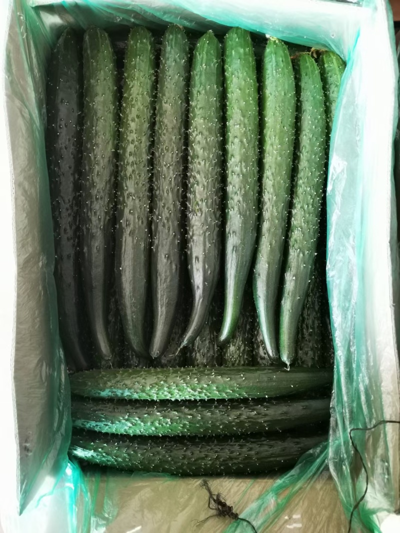密刺黄瓜干花鲜花带刺承接商超社团配货代收代发代加工