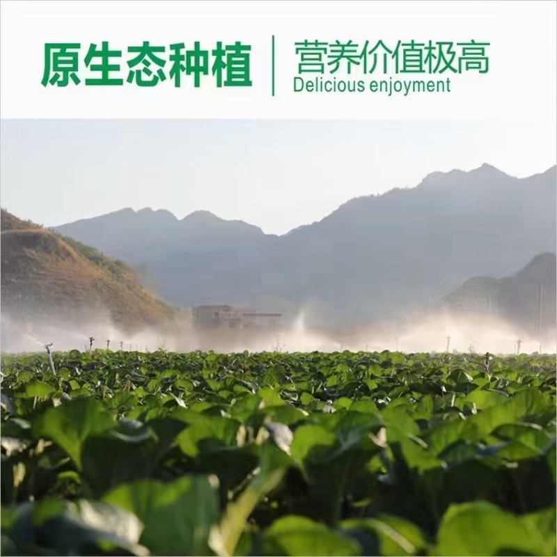 连州菜心