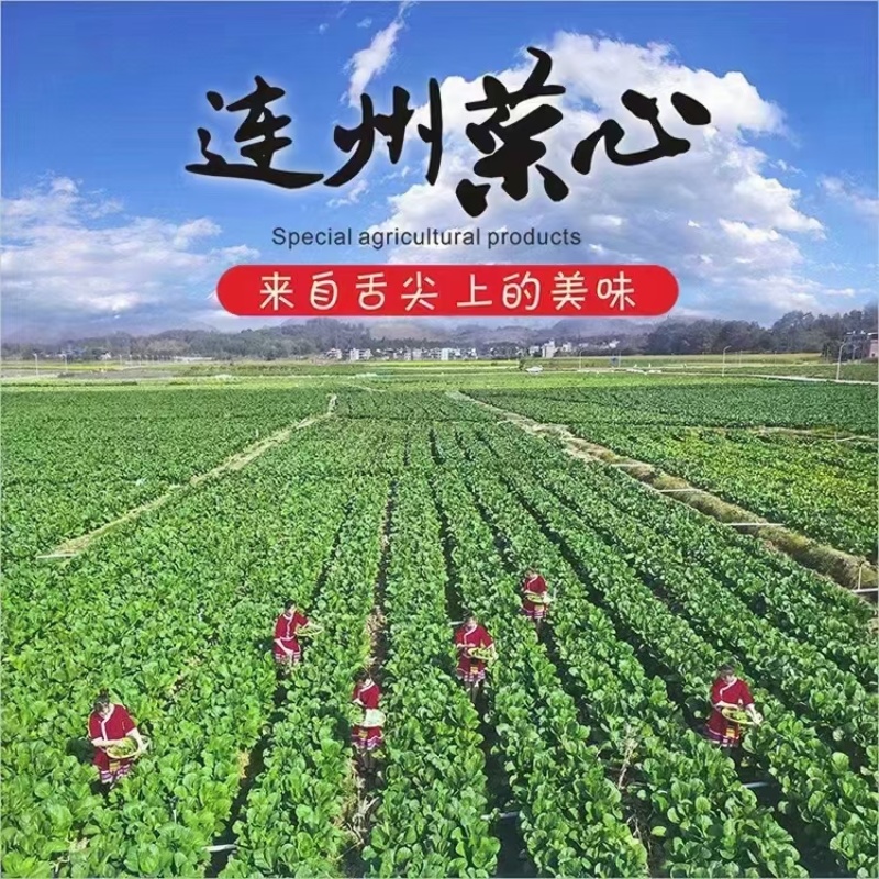 连州菜心