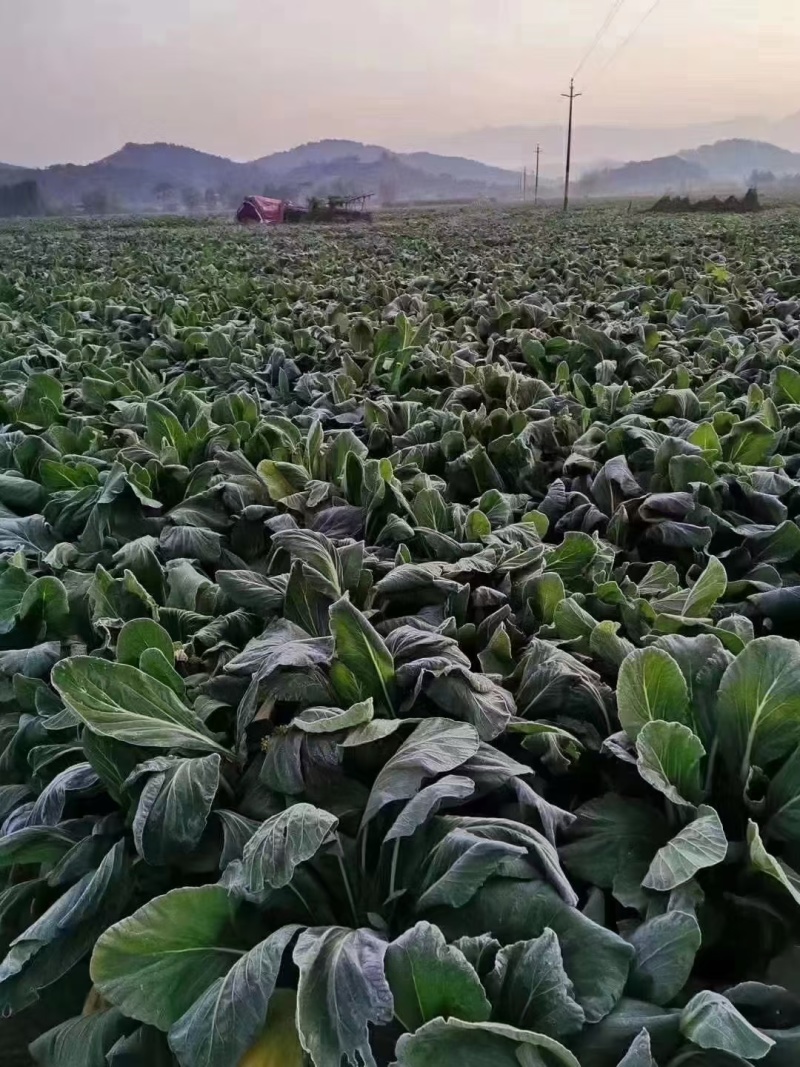 连州菜心