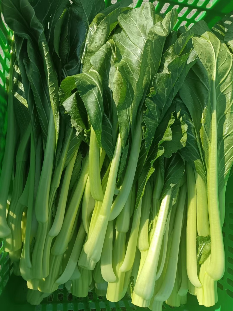 连州菜心