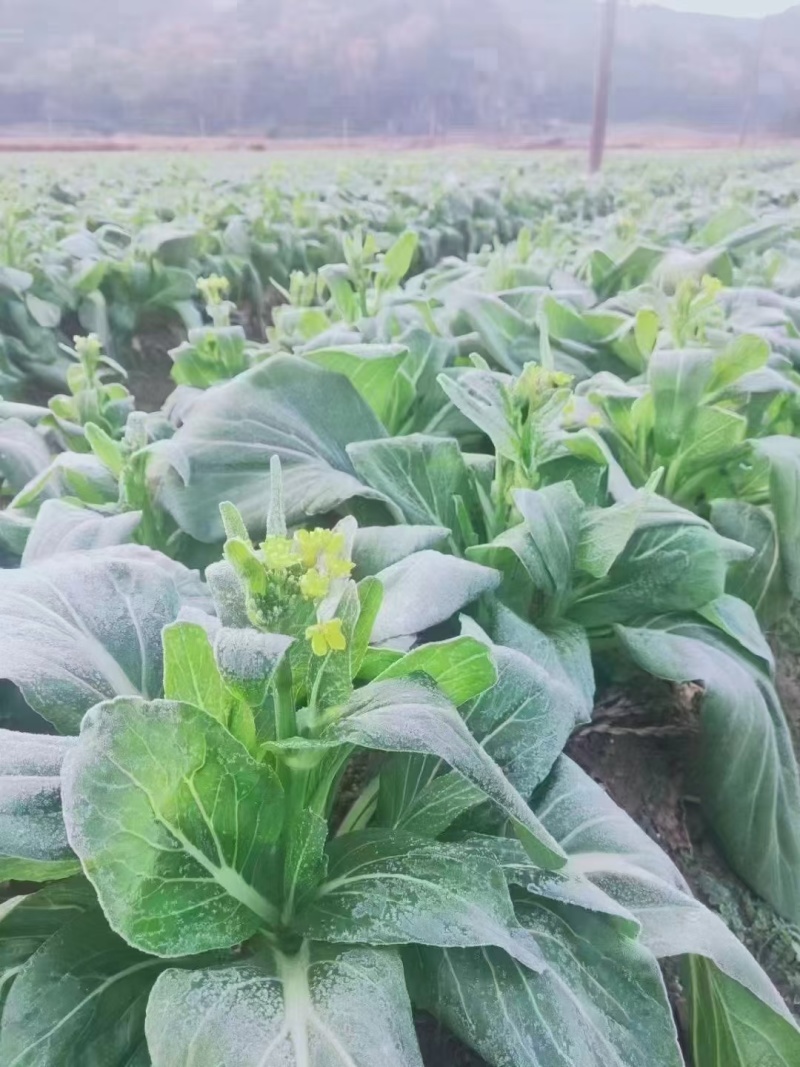 连州菜心