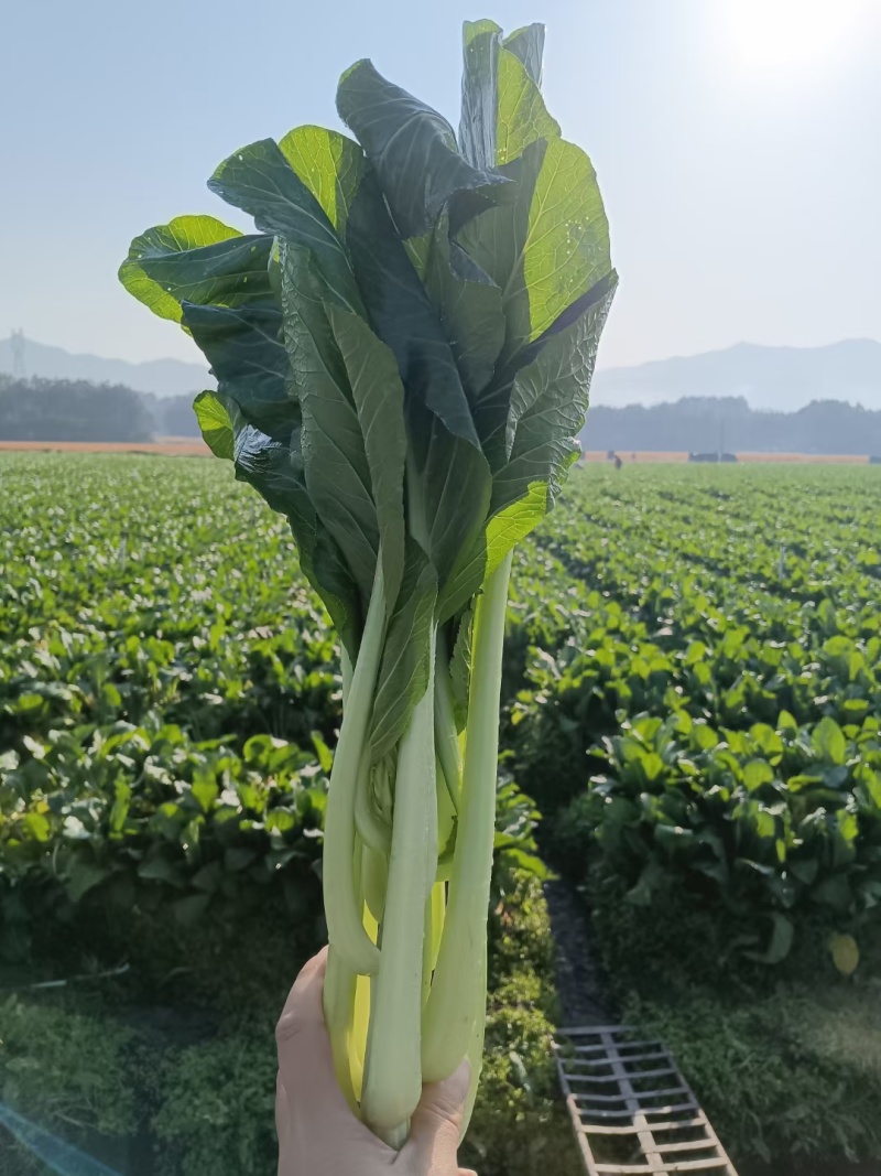 连州菜心