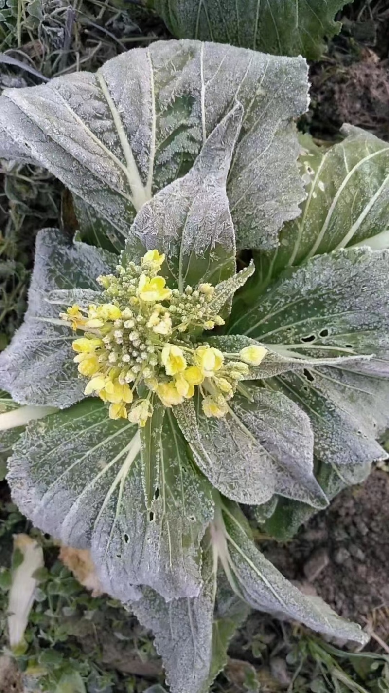 连州菜心