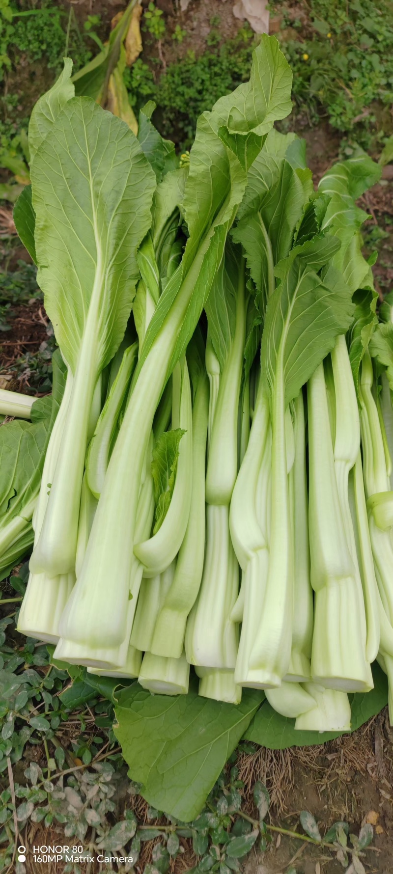 连州菜心