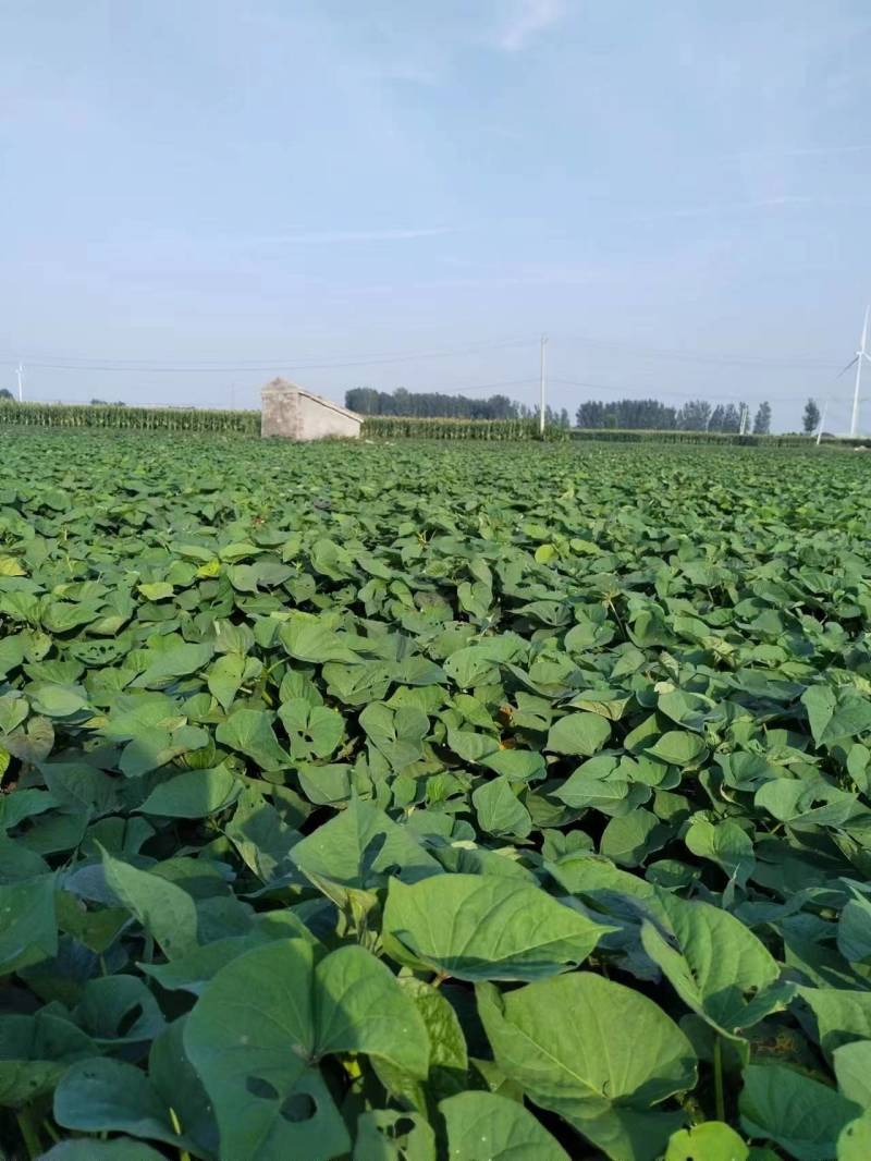 精品红薯西瓜红红薯量大从优质量保证欢迎咨询