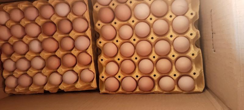 长期供应，40一50克金丹生态无抗，精选优质柴草土鸡蛋，