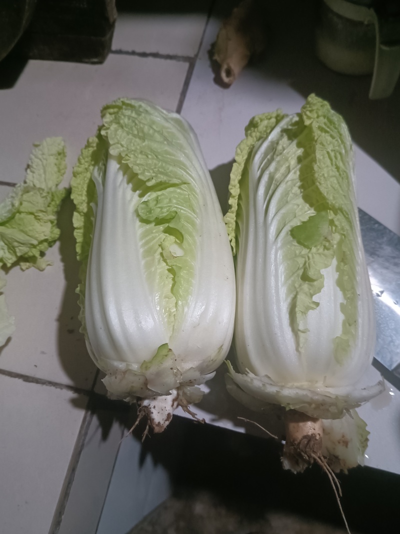 娃娃菜