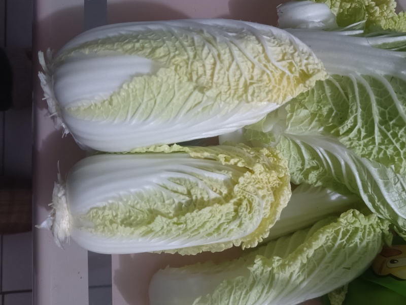 娃娃菜