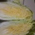 娃娃菜