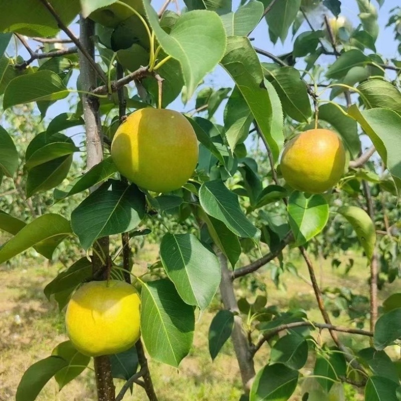 精品玉露香梨山西隰县产地直供全国发货支持视频看货欢迎电联