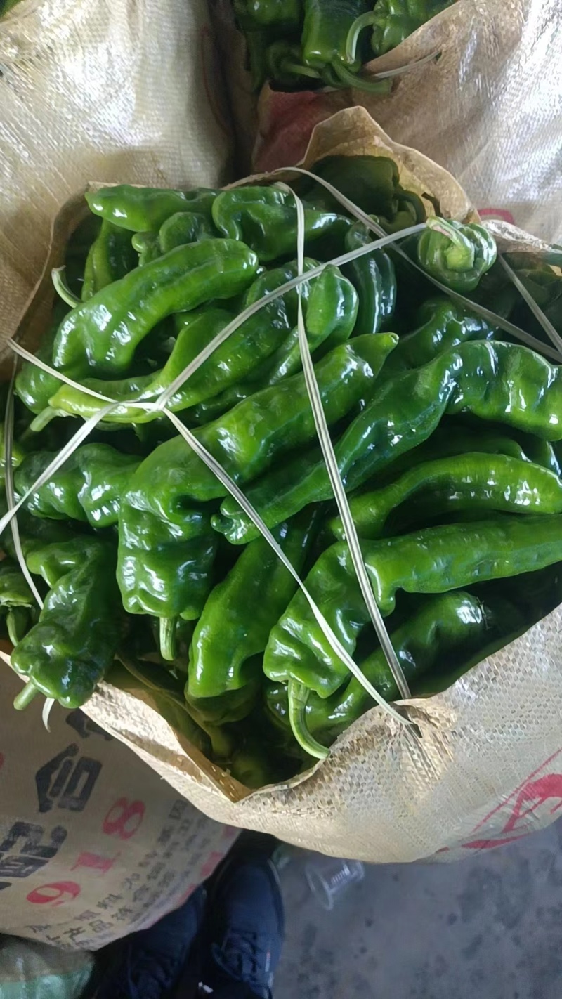 陇椒螺丝椒万亩基地，全国基地直供龚垒直发各种辣椒